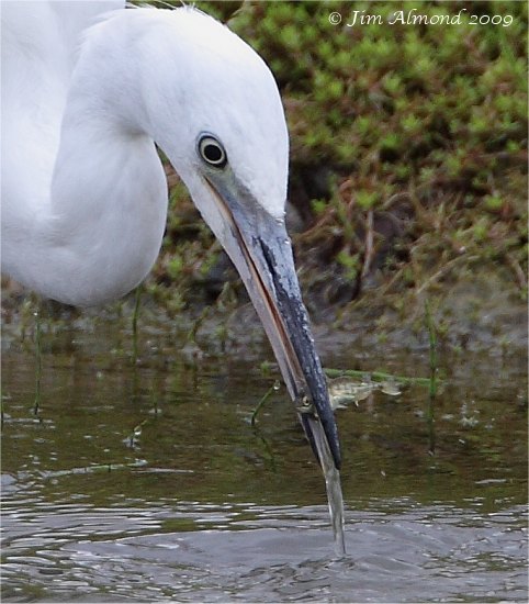 Little Egret with fish VP 11 7 09  IMG_8923